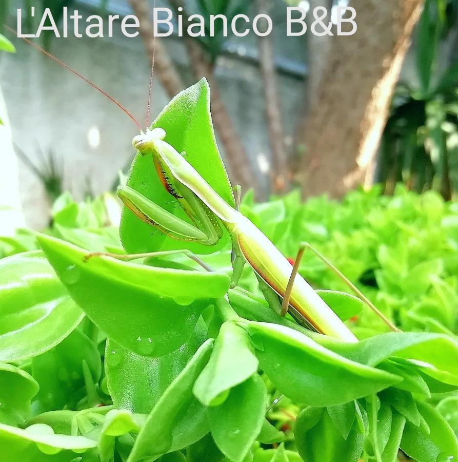 B&B L'Altare Bianco Vieste Exteriör bild
